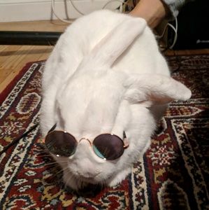 Meet your Posher, Rachel